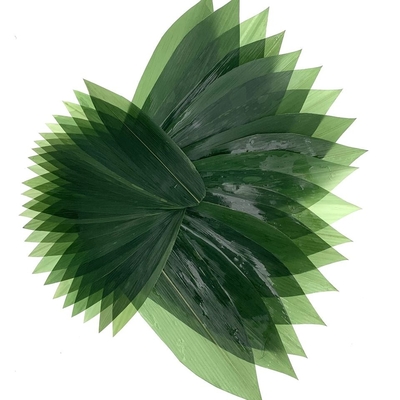 Sushi-Dekorations-Sashimi-frische Bambusblätter Zongye 7.5cm