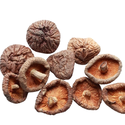 trockener Shiitake-Pilz 100g 250g 1kg 3kg mit BRC IFS-ISO HACCP