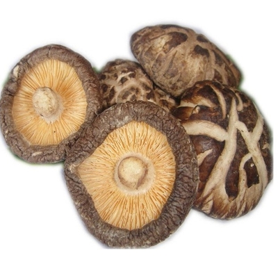 Shiitake-Pilz-Japaner HACCP 1kg 3kg trockener mit gutem Geschmack