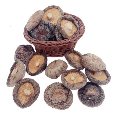 Browns typische köstliche trockene Bearbeitung Cubensis des Shiitake-Pilz-4cm