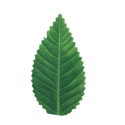 7.5cm grüne Blatt-Nahrungsmitteldienende Werkzeug-Dekoration Plastiksushi-Blatt